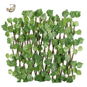 آکاردئونی برگ انگور