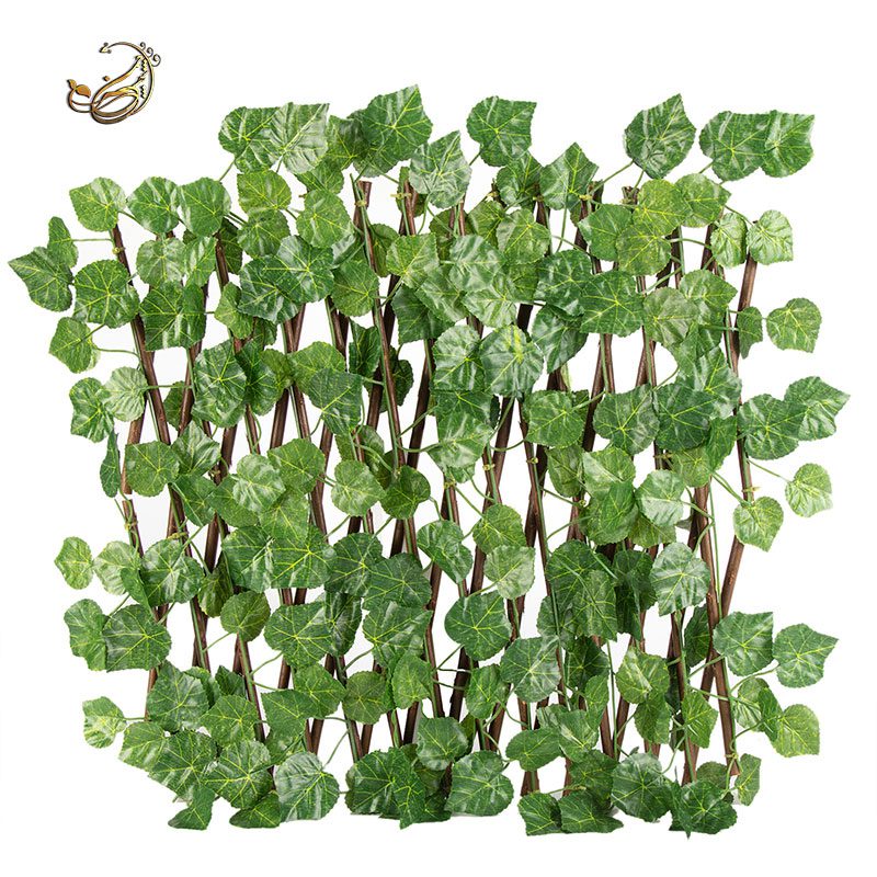 آکاردئونی برگ انگور