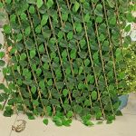 آکاردئونی برگ ریحان