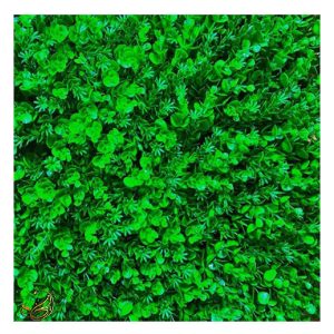 گرین وال شمشاد درشت