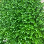 گرین وال شمشاد ریز