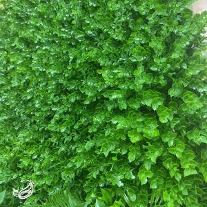 گرین وال شمشاد ریز