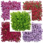 گرین وال خورشیدی