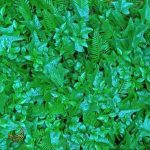 گرین وال سیکاس پتوس