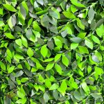 فنس برگی پرتقالی