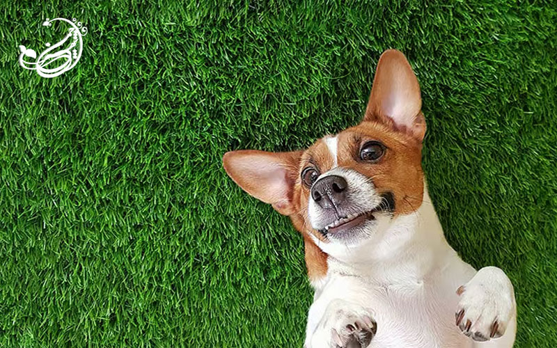 راهنمای جامع نگهداری و بهداشت چمن مصنوعی برای حیوانات خانگی