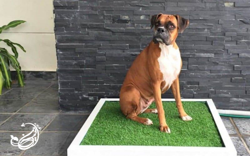 معایب و چالش‌ های چمن مصنوعی برای حیوانات خانگی