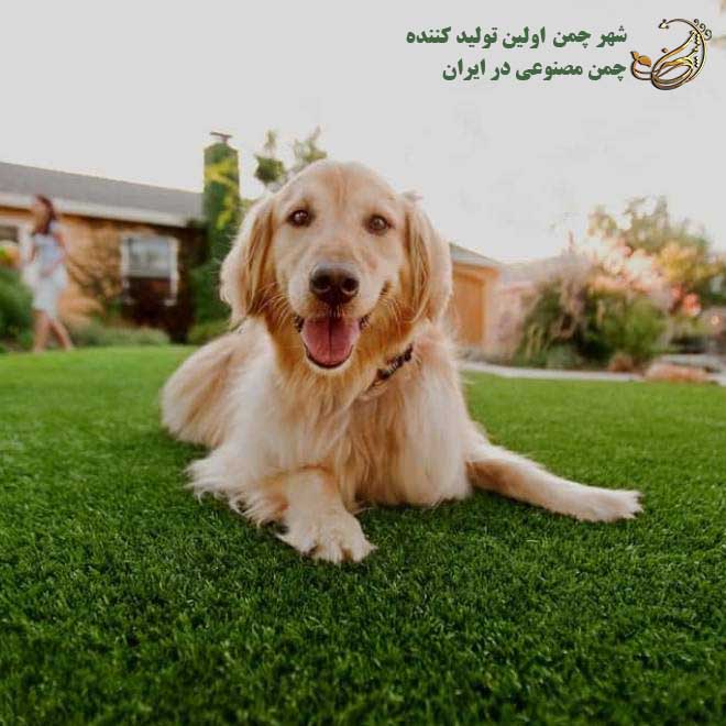 انتخاب چمن مصنوعی مناسب برای پت‌ ها
