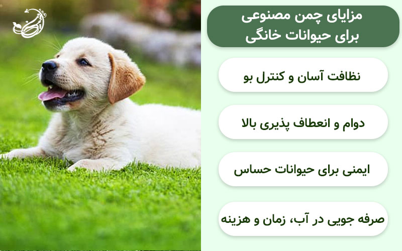 راهنمای خرید چمن مصنوعی برای حیوانات خانگی