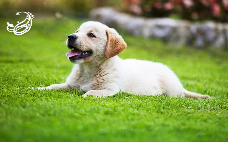 چمن مصنوعی برای حیوانات خانگی