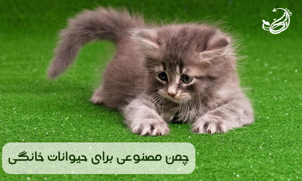 مزایا و معایب چمن مصنوعی برای حیوانات خانگی