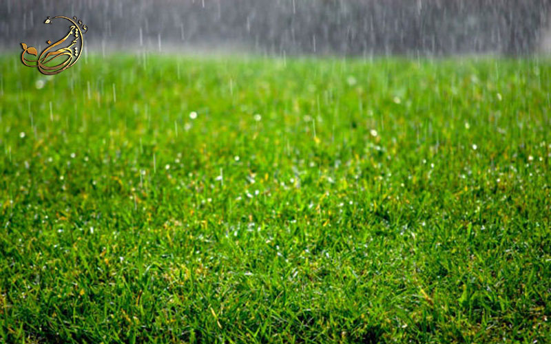 اصول تمیزکاری چمن مصنوعی پس از بارش