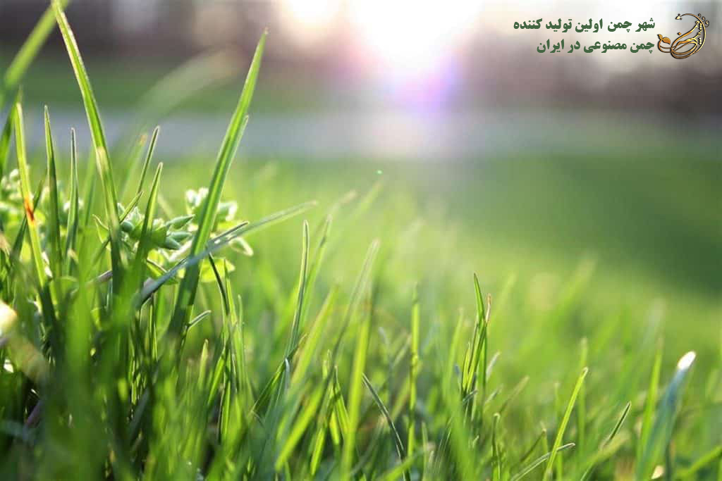 باورهای اشتباه در مورد چمن مصنوعی
