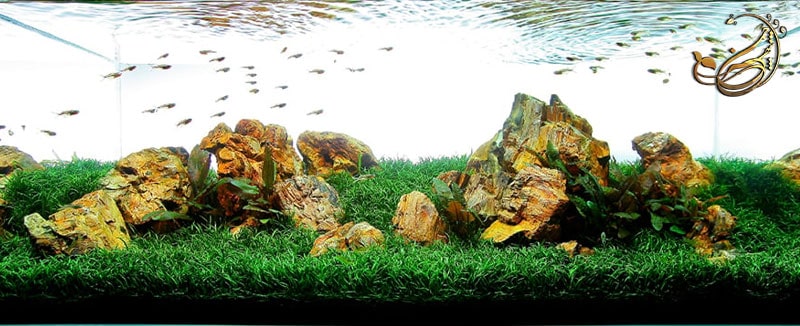  چمن مصنوعی آکواریوم