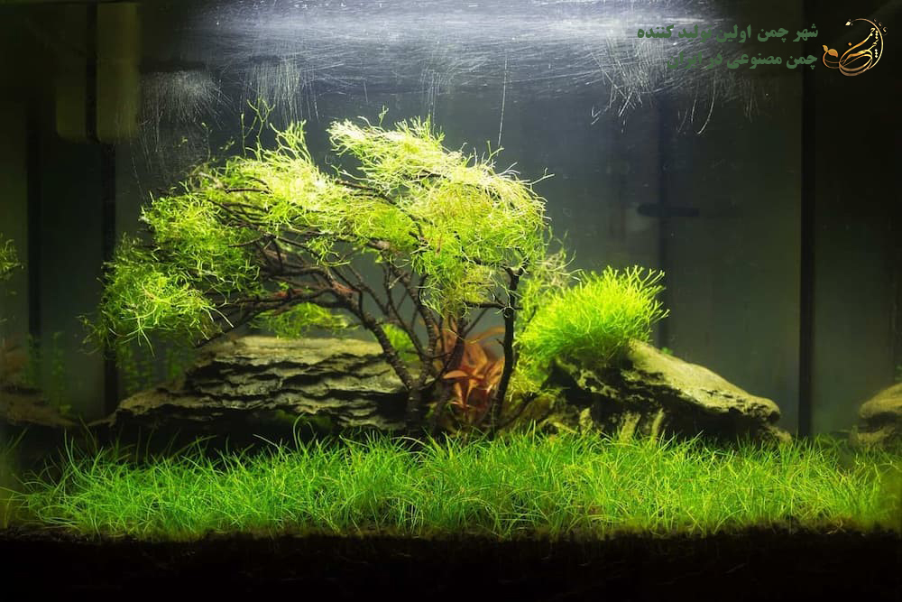چمن مصنوعی آکواریوم