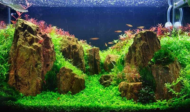 چمن مصنوعی آکواریوم