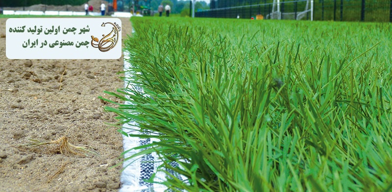 مزایای استفاده از چمن هیبریدی