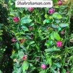 ریسه رز و ریحون