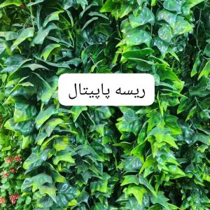 ریسه پاپیتال