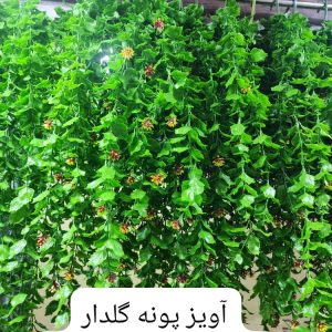 آویز پونه گلدار