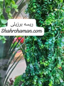 ریسه برزیلی