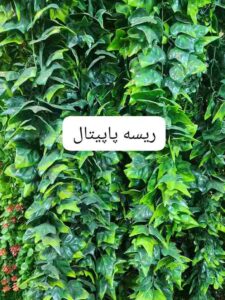 ریسه پاپیتال