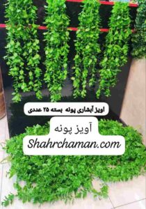 ریسه پونه