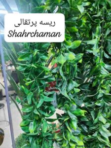 ریسه پرتقالی